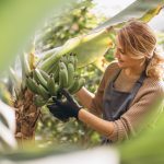 agriculture regions chaudes